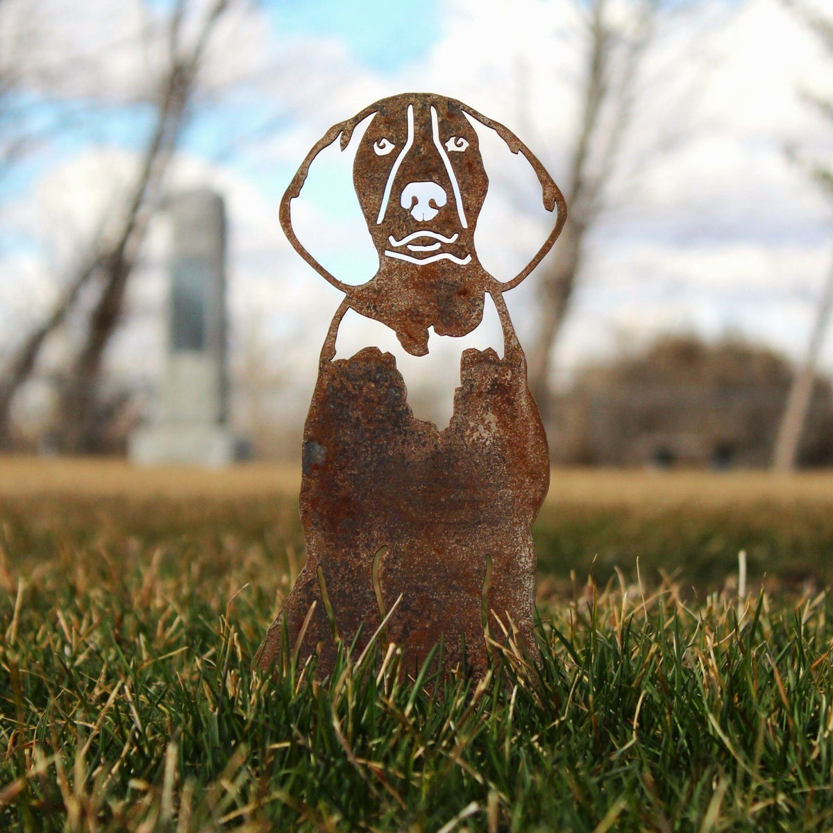 American English Coonhound, photo 2 of 17