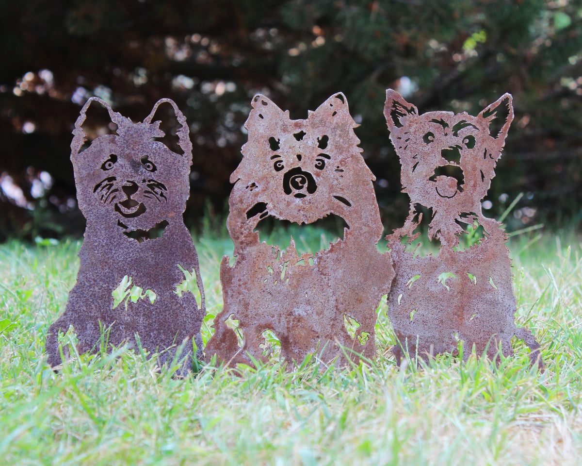 Yorkshire Terrier, photo 13 of 16