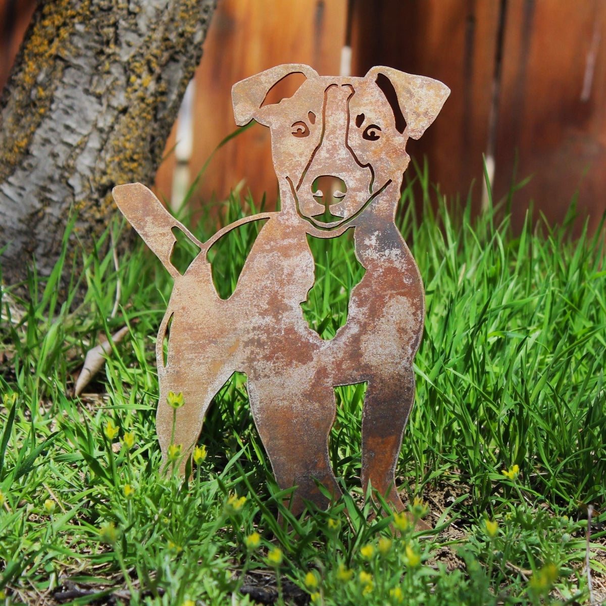 Jack Russell Terrier, photo 2 of 15