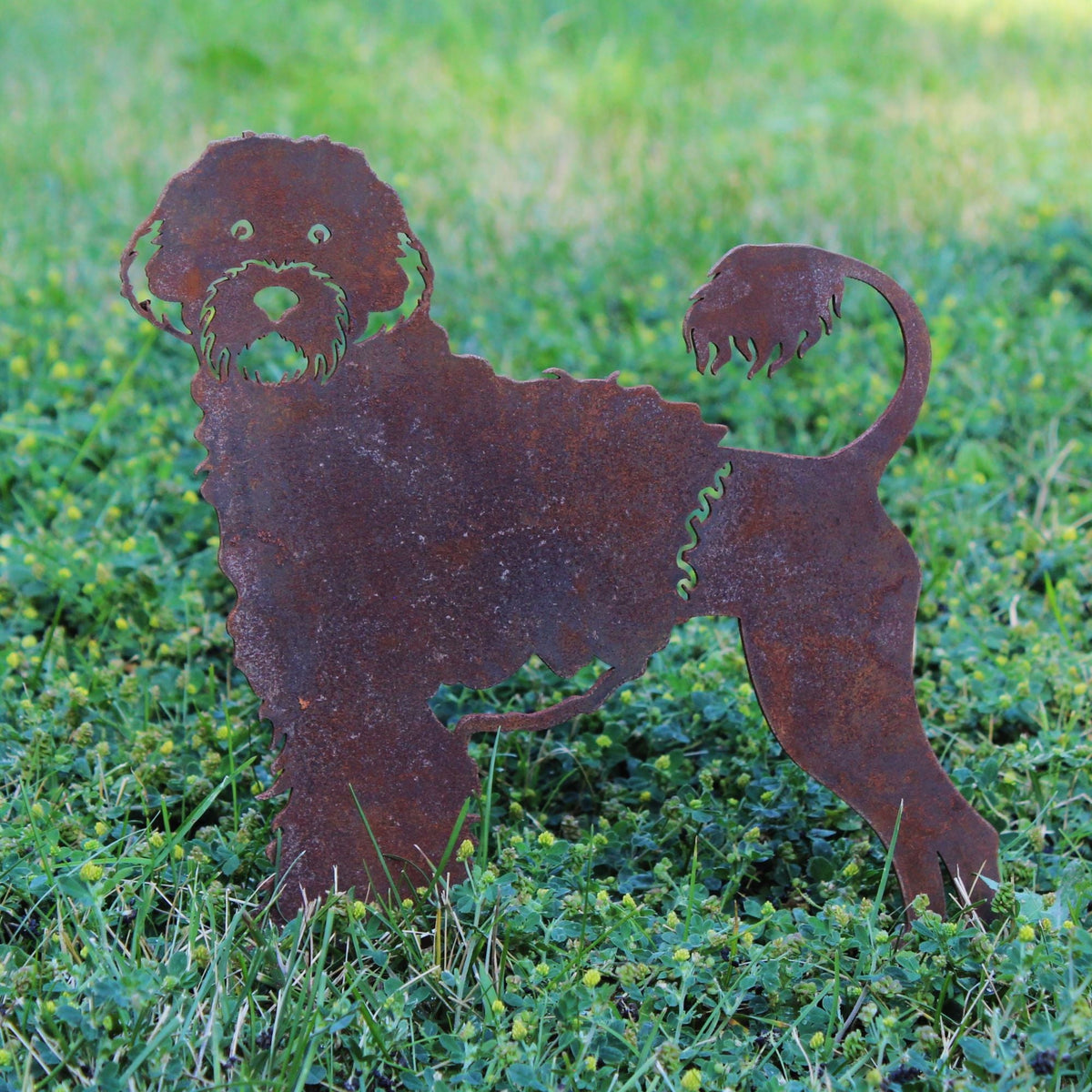 Portuguese Water Dog, photo 2 of 16