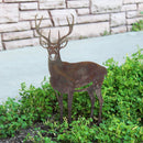 Deer - Buck