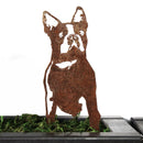 Boston Terrier