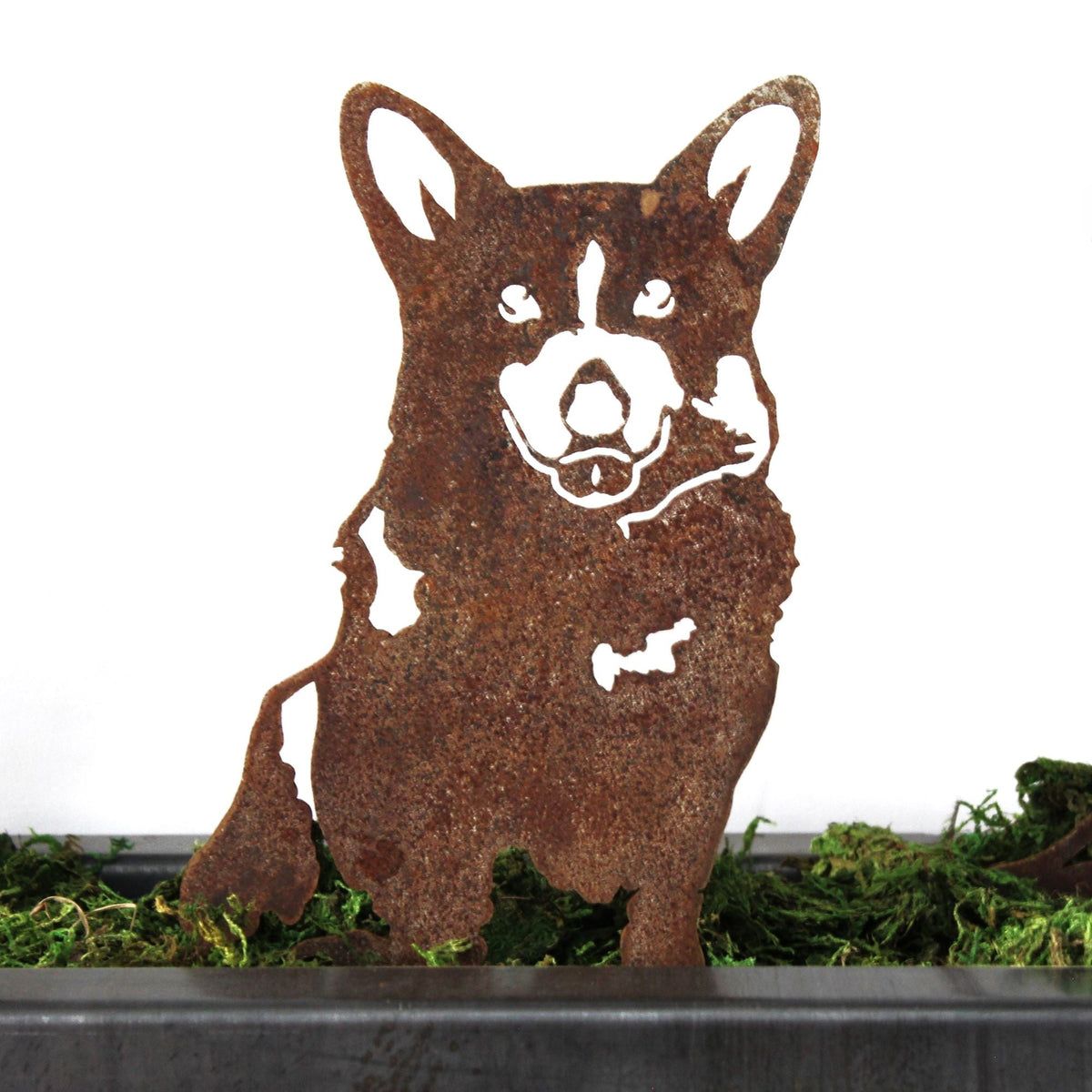 Corgi, photo 6 of 15