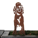 English Setter
