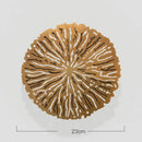 GobekUsa Gold Coral Carp Lotus Leaf Fish Wall Decor Ornaments