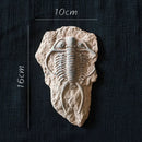 GobekUsa Fossil Series Art Refrigerator Stickers: Fish Bone Beetle Marine Insect Specimen