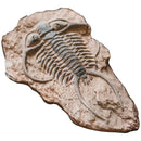 GobekUsa Fossil Series Art Refrigerator Stickers: Fish Bone Beetle Marine Insect Specimen
