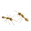 GobekUsa Golden Metal Ants Decorative Figurines Insect Home Decor Pieces