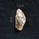 GobekUsa Fossil Series Art Refrigerator Stickers: Fish Bone Beetle Marine Insect Specimen
