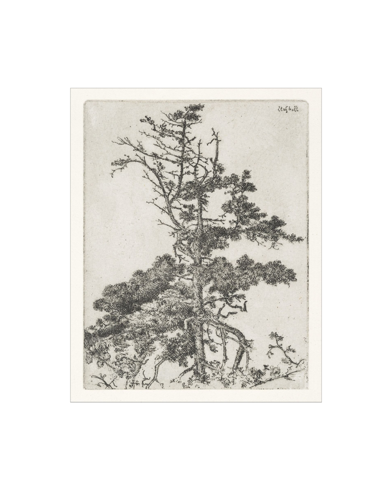 Pine Etchings 2