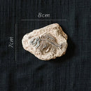 GobekUsa Fossil Series Art Refrigerator Stickers: Fish Bone Beetle Marine Insect Specimen