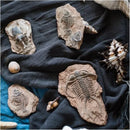 GobekUsa Fossil Series Art Refrigerator Stickers: Fish Bone Beetle Marine Insect Specimen