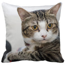 GobekUsa Bubble Black Cats Cat Pillow Cases Sofa Home Decor Custom Cushion Cover