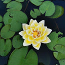 GobekUsa Garden Water Floating Animal Statue Crafts for Outdoor Decor and Pond Decoration
