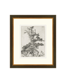 Pine Etchings 2