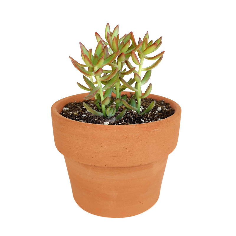 Sedum Fire Storm Succulent