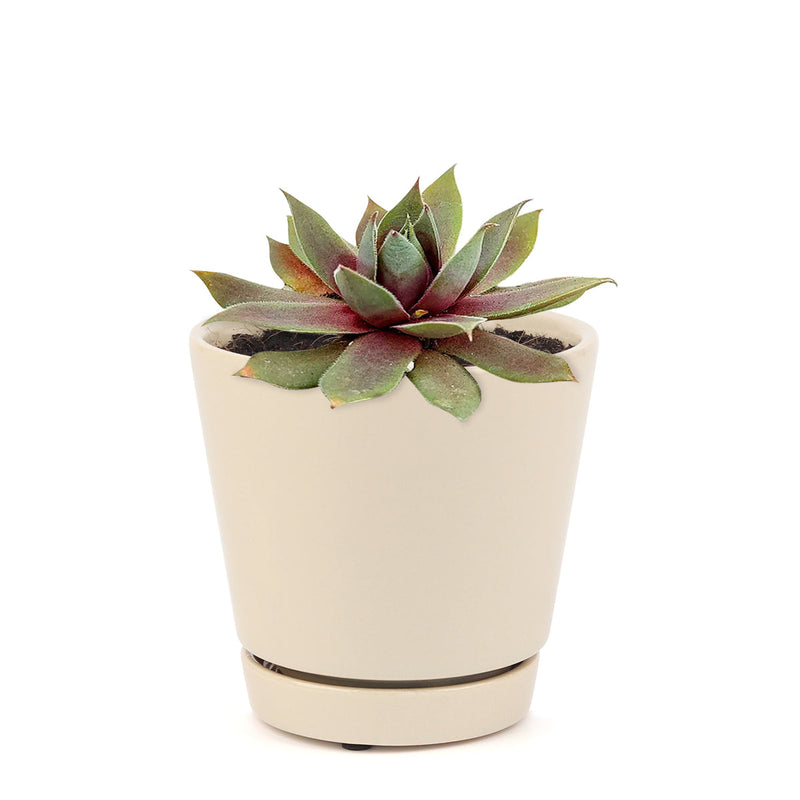 Sempervivum Red Lion