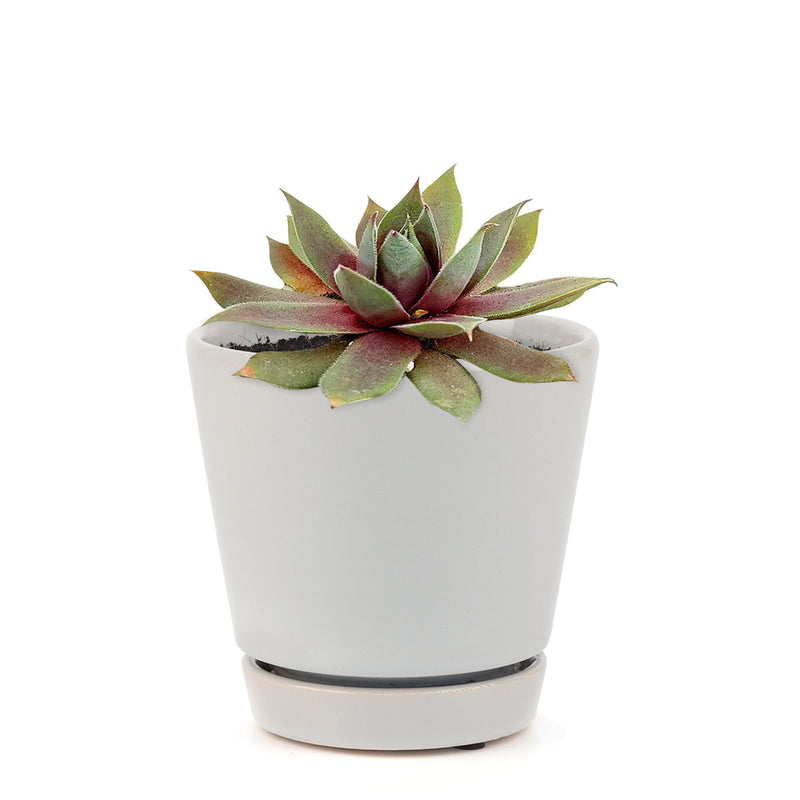 Sempervivum Red Lion
