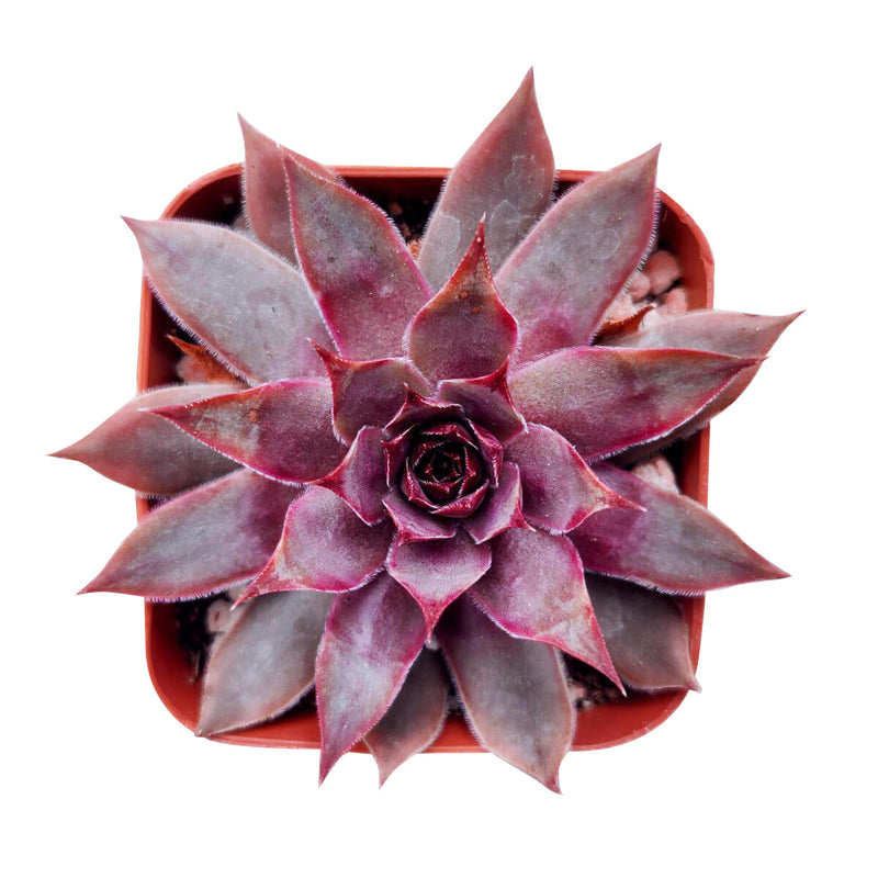 Sempervivum Red Lion