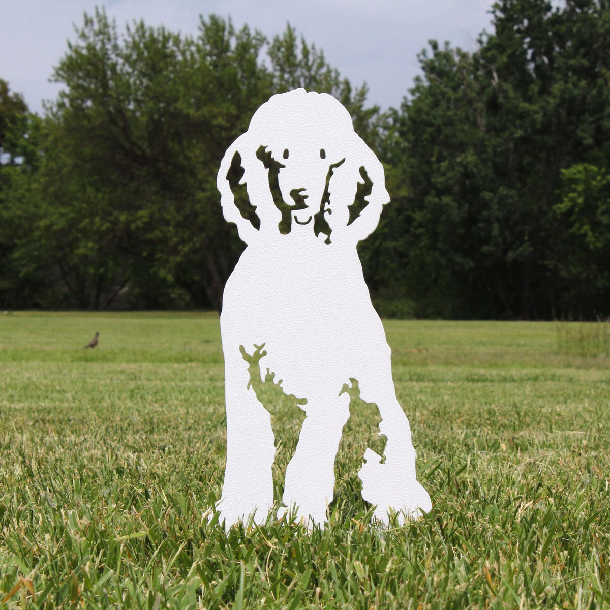 Poodle, photo 14 of 22