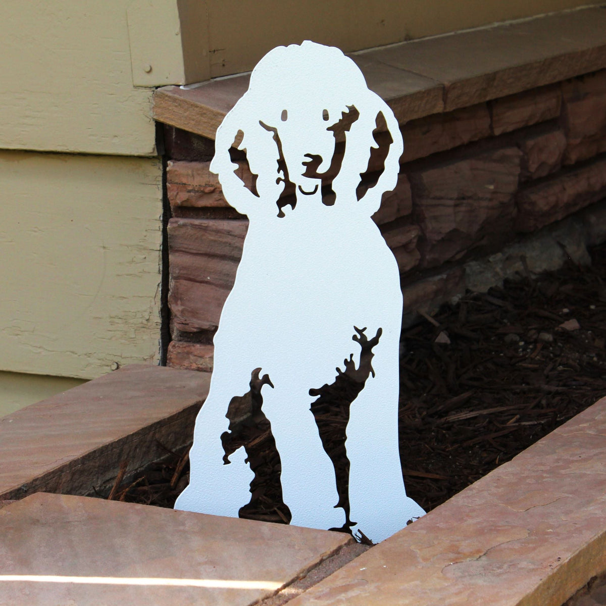 Poodle, photo 15 of 22