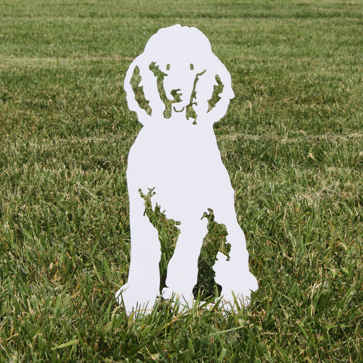 Poodle, photo 16 of 22