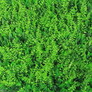 Sample Panel – Lush Fern Green Wall (Small Sample) by Designer Plants USA