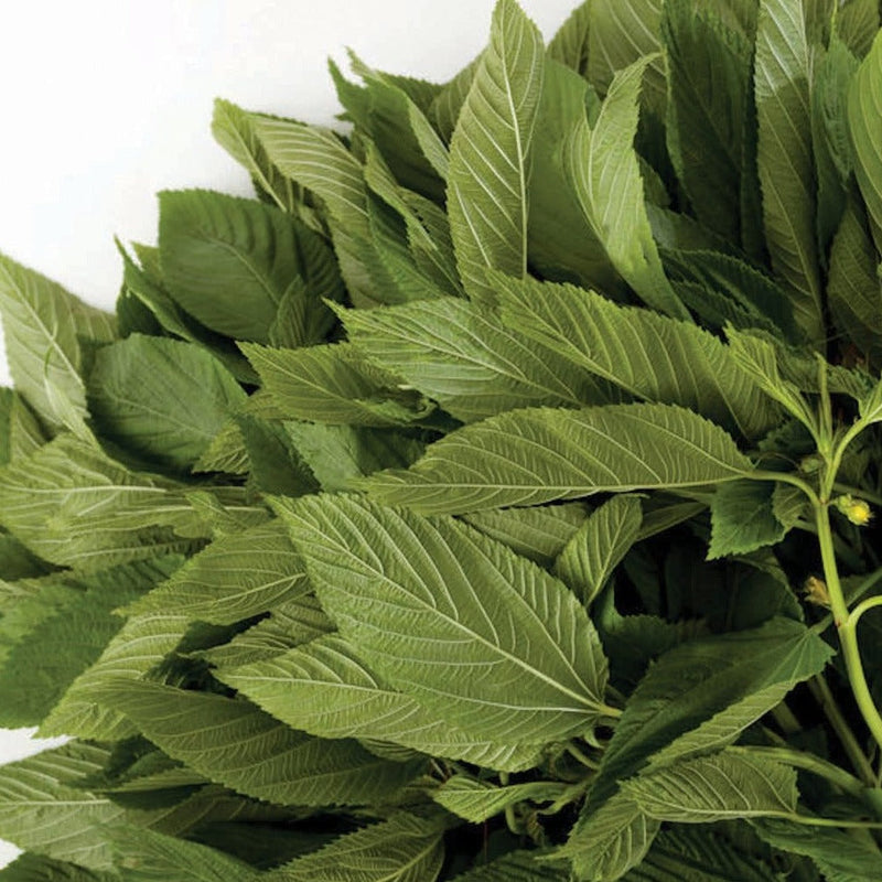 Egyptian Spinach