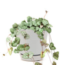 6" String Of Hearts Ceropegia Woodii