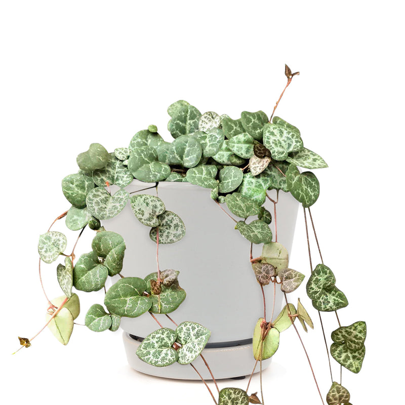 6" String Of Hearts Ceropegia Woodii