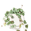 6" String Of Hearts Ceropegia Woodii