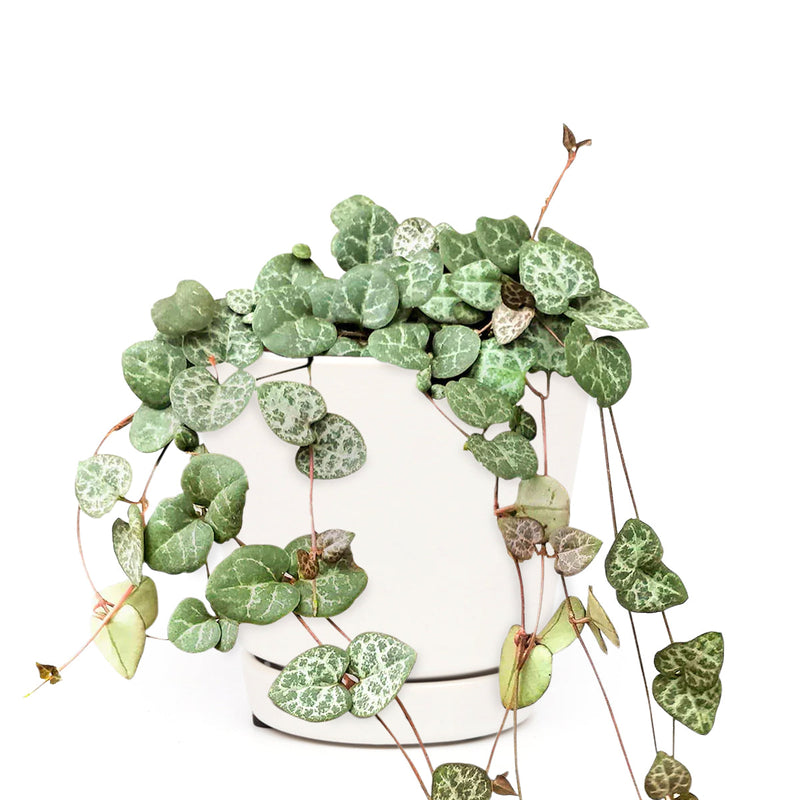 6" String Of Hearts Ceropegia Woodii