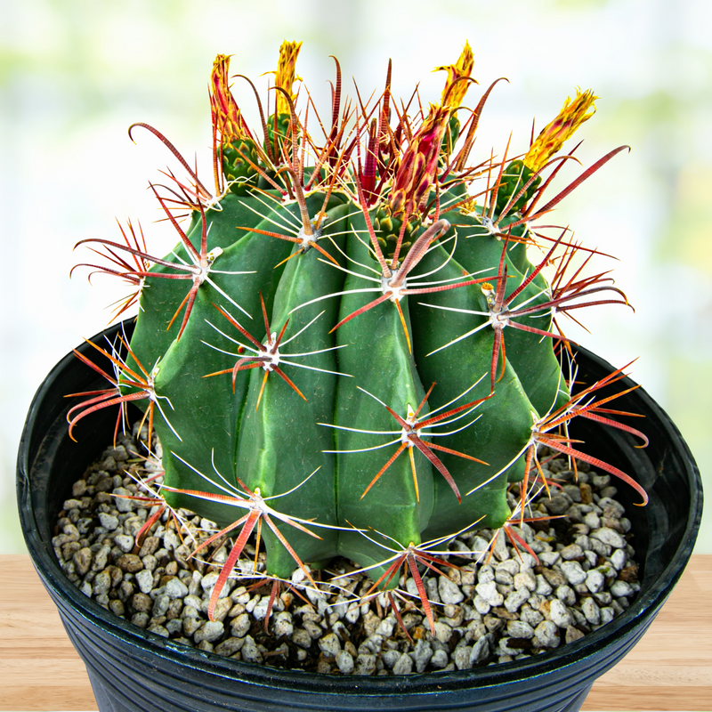 Southwest Barrel Cactus