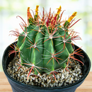 Southwest Barrel Cactus