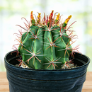 Southwest Barrel Cactus by The Cactus Outlet