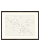 Lemon Branch Drawing