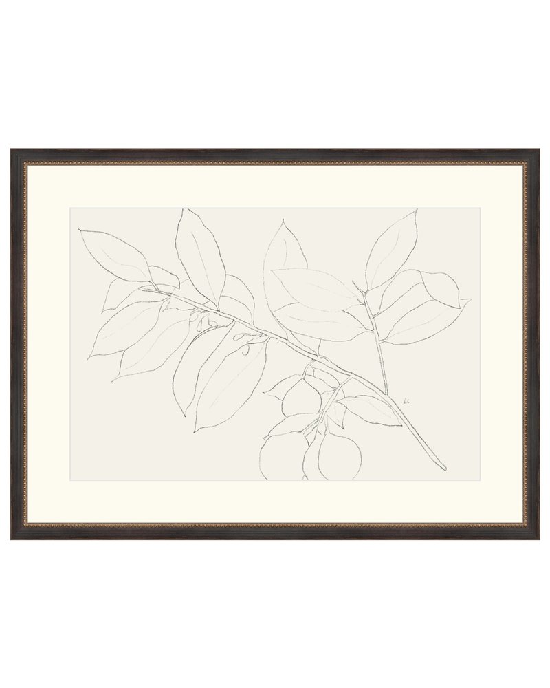 Lemon Branch Drawing