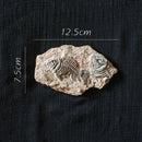 GobekUsa Fossil Series Art Refrigerator Stickers: Fish Bone Beetle Marine Insect Specimen