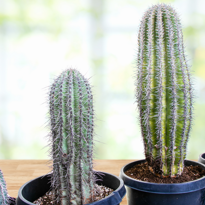 Saguaro Cactus