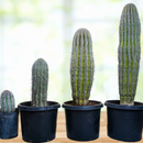 Saguaro Cactus
