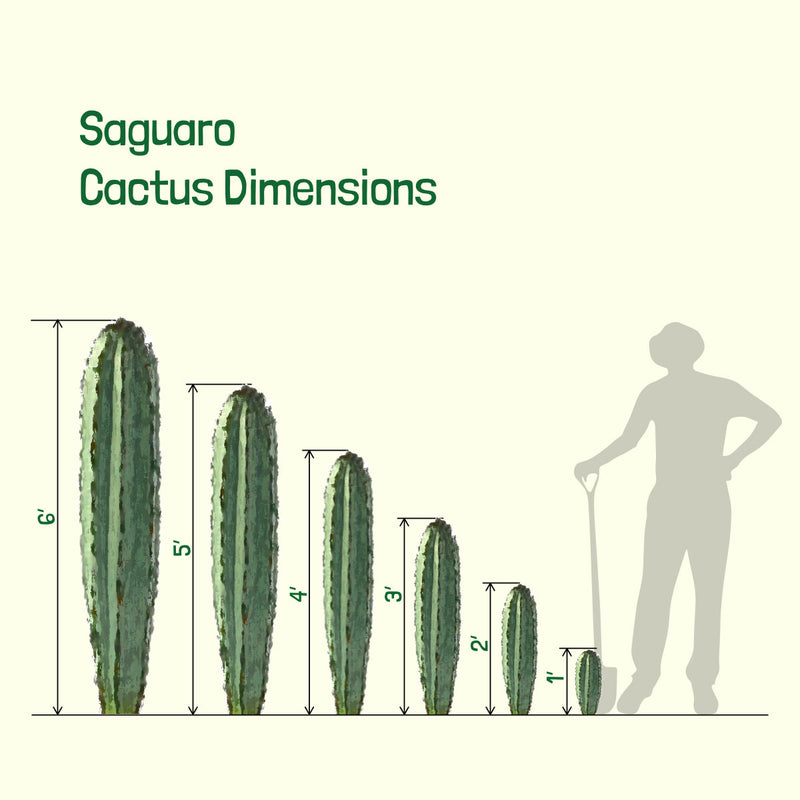 Saguaro Cactus