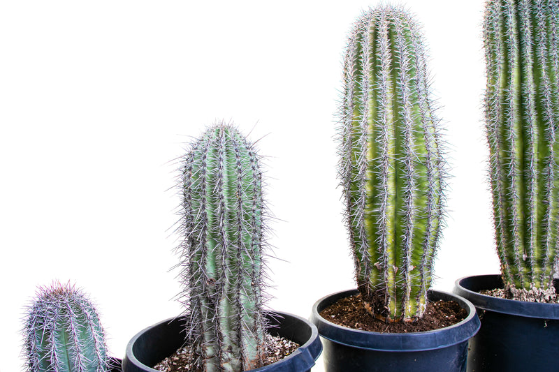 Saguaro Cactus