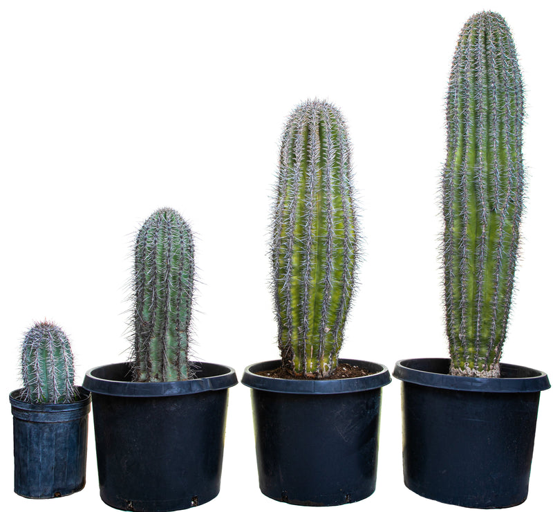 Saguaro Cactus