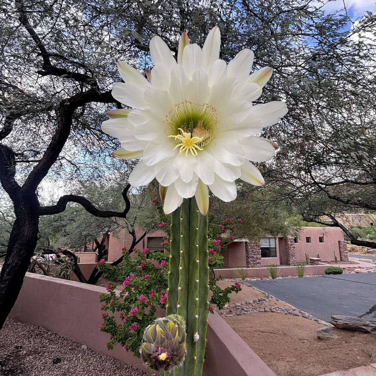 Trichocereus Pachanoi, photo 10 of 10