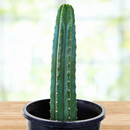 Trichocereus Pachanoi