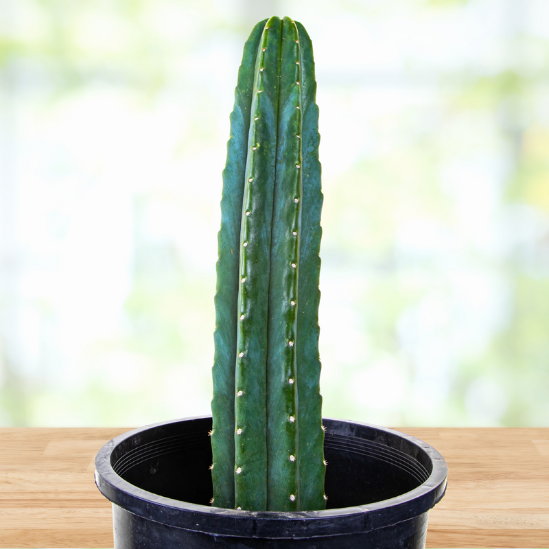 Trichocereus Pachanoi