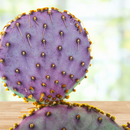 Santa Rita Prickly Pear