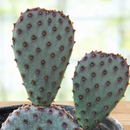 Santa Rita x Beavertail Hybrid