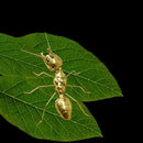 GobekUsa Golden Metal Ants Decorative Figurines Insect Home Decor Pieces