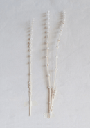 Dried Natural Lions Tail Bunch